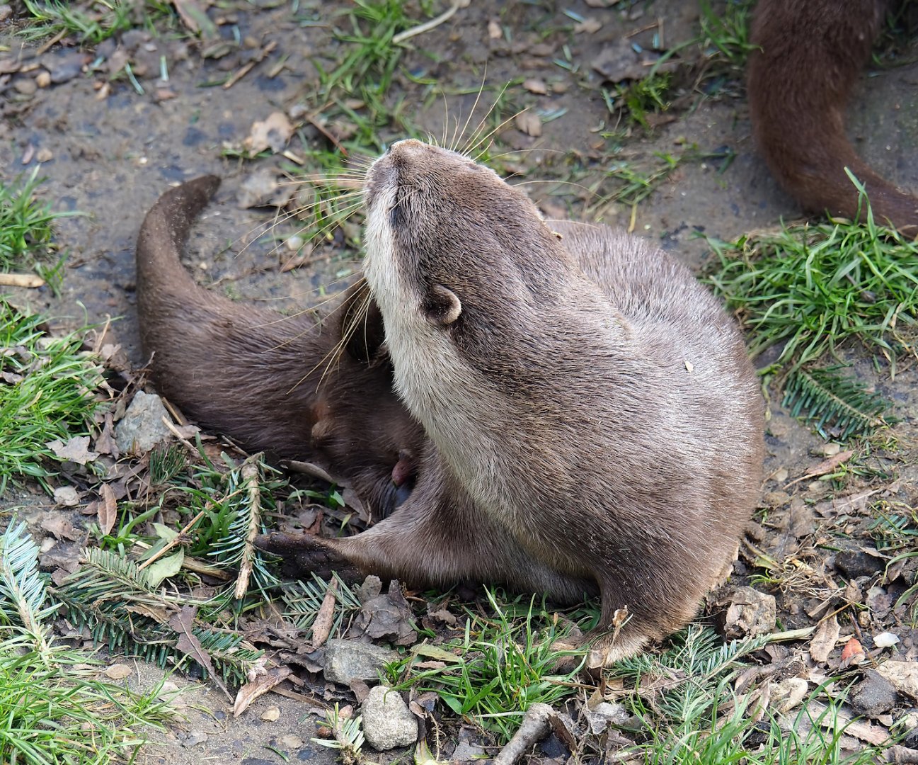 Asian small-clawed otter (Aonyx cinerea), 2024-03-04