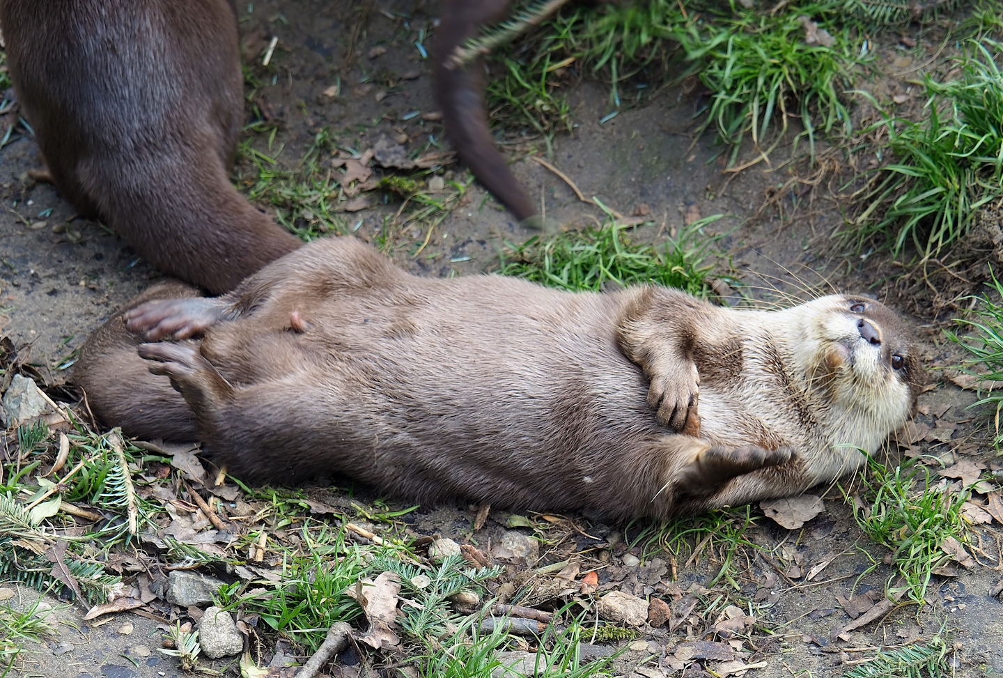 Asian small-clawed otter (Aonyx cinerea), 2024-03-04