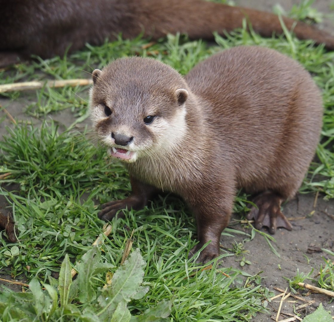Asian small-clawed otter (Aonyx cinerea), 2024-05-11