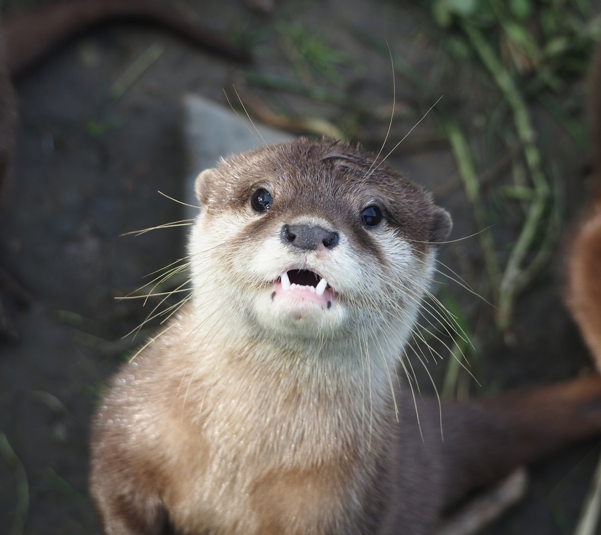 Asian small-clawed otter (Aonyx cinerea), 2024-05-11