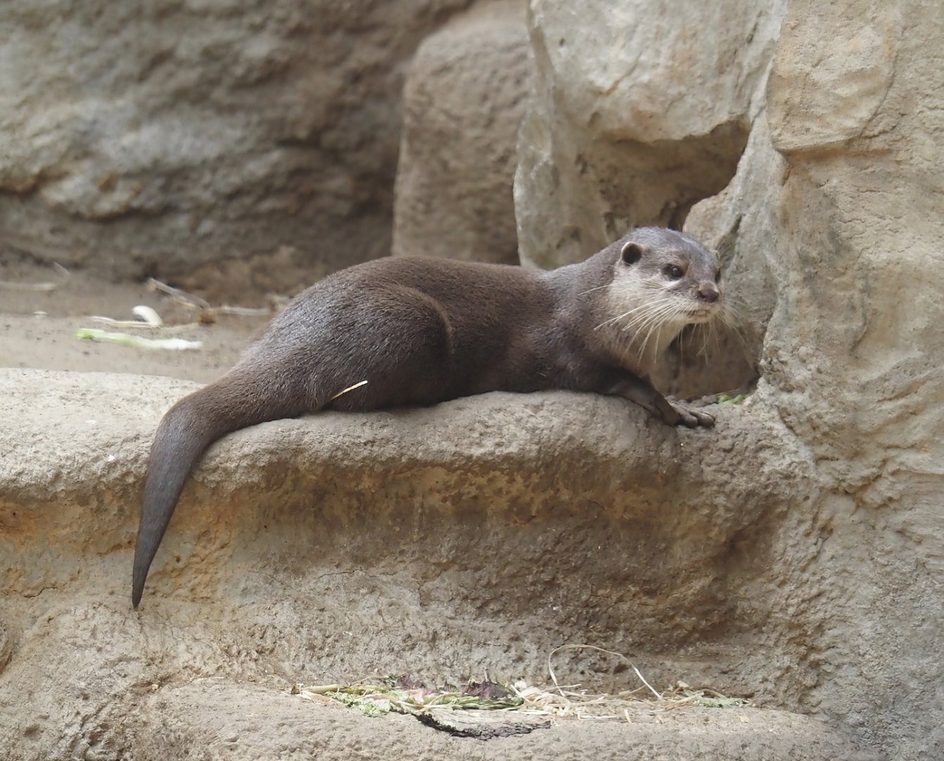 Asian small-clawed otter (Aonyx cinerea), 2024-08-05