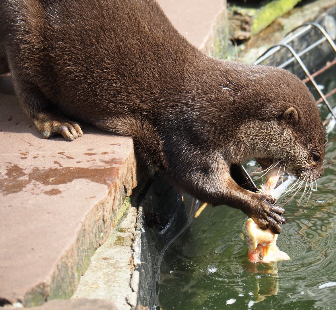 Asian small-clawed otter (Aonyx cinerea) eating one-day chick, 2019-04-06