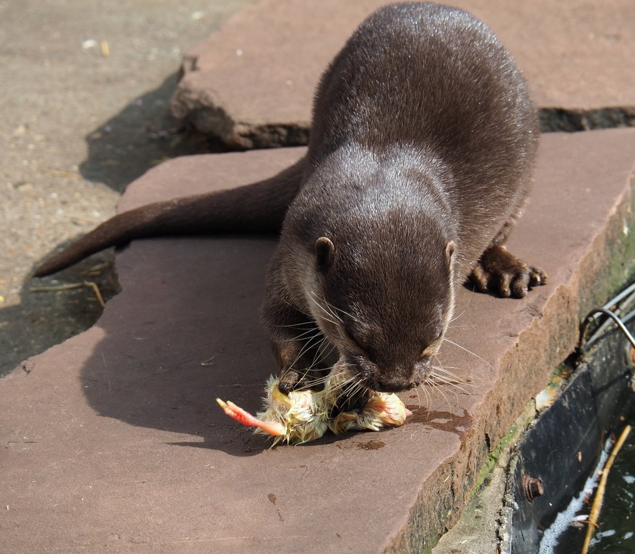 Asian small-clawed otter (Aonyx cinerea) eating one-day chick, 2019-04-06