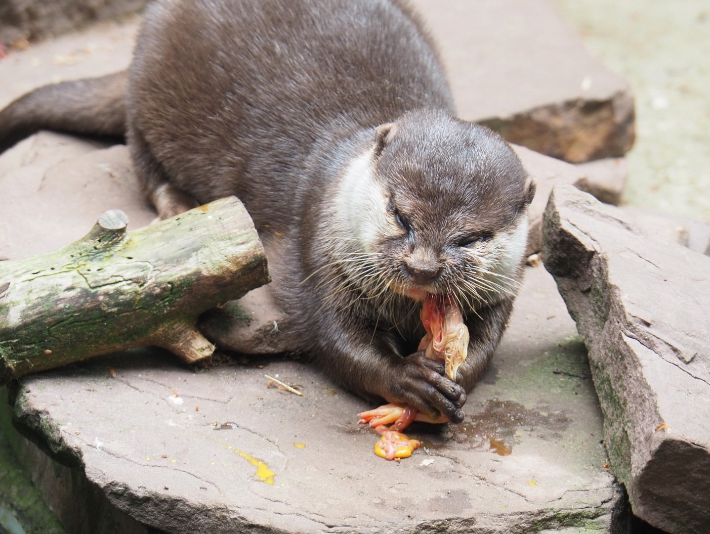 Asian small-clawed otter (Aonyx cinerea) eating one-day chick, 2022-05-17
