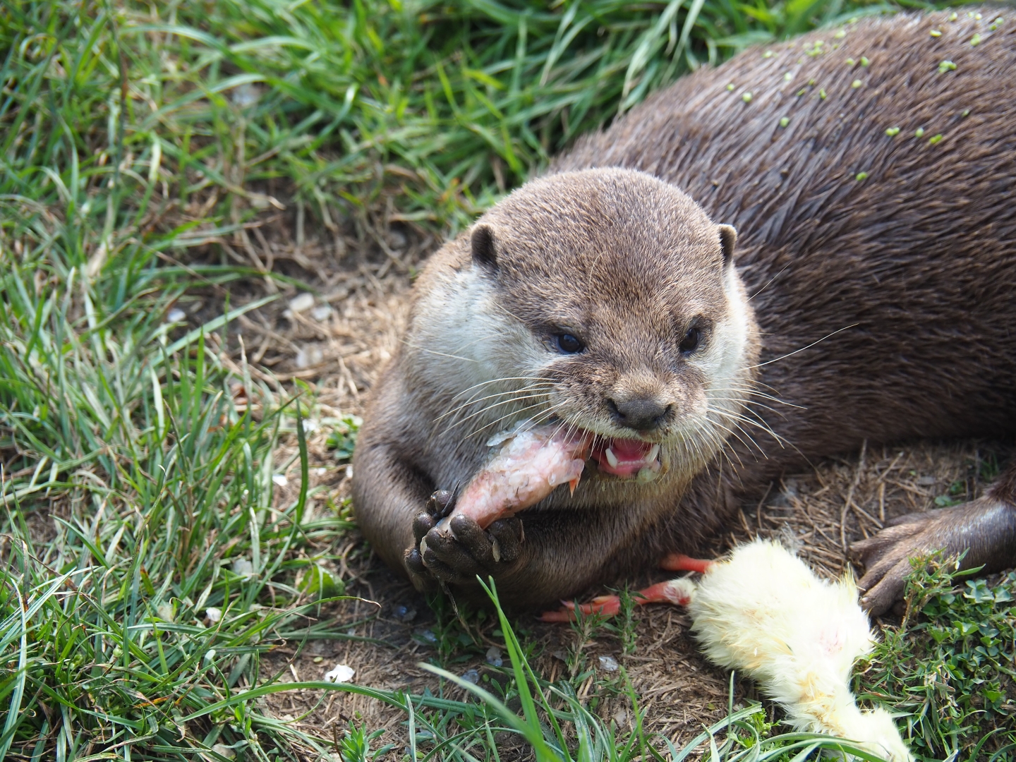 Asian small-clawed otter (Aonyx cinerea) eating