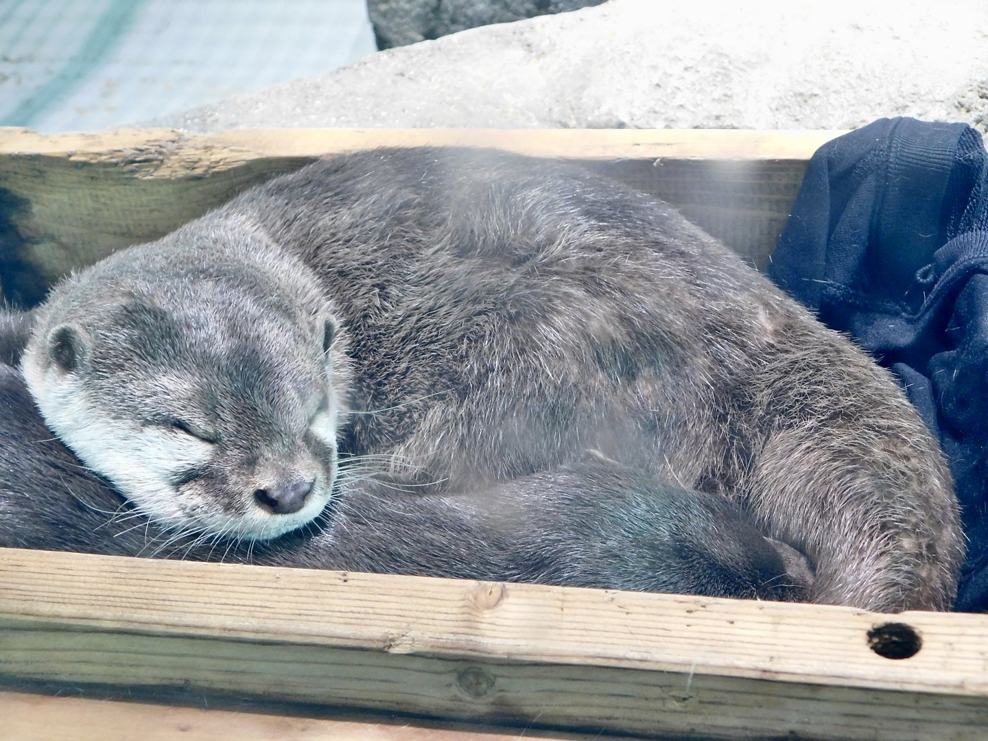 Asian Small-Clawed Otter (Aonyx cinerea) NIFREL