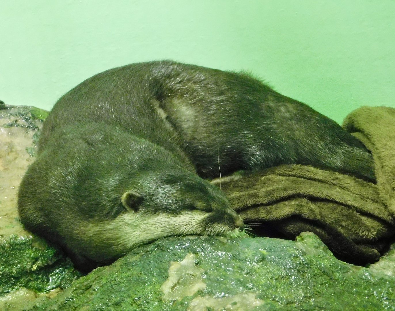 Asian Small-Clawed Otter (Aonyx cinerea) October 26, 2025