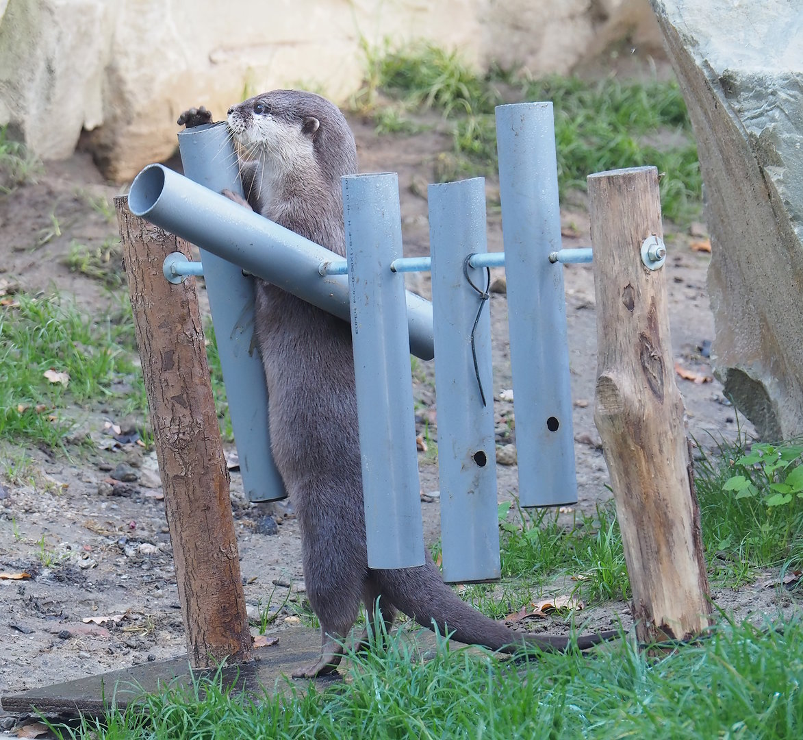 Asian small-clawed otter (Aonyx cinerea) using enrichment contraption, 2022-10-19