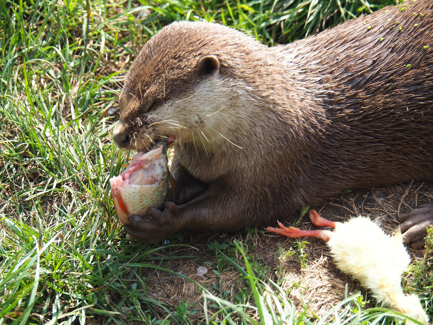 Asian small-clawed otter (Aonyx cinerea) with his food