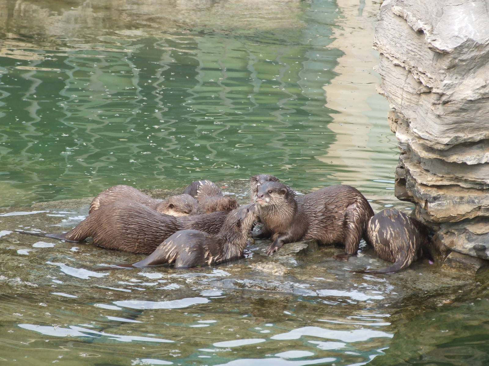 Asian small-clawed otter(Aonyx cinerea)