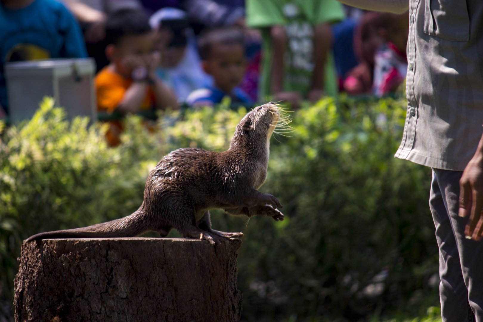 Asian small-clawed otter, Aonyx cinerea