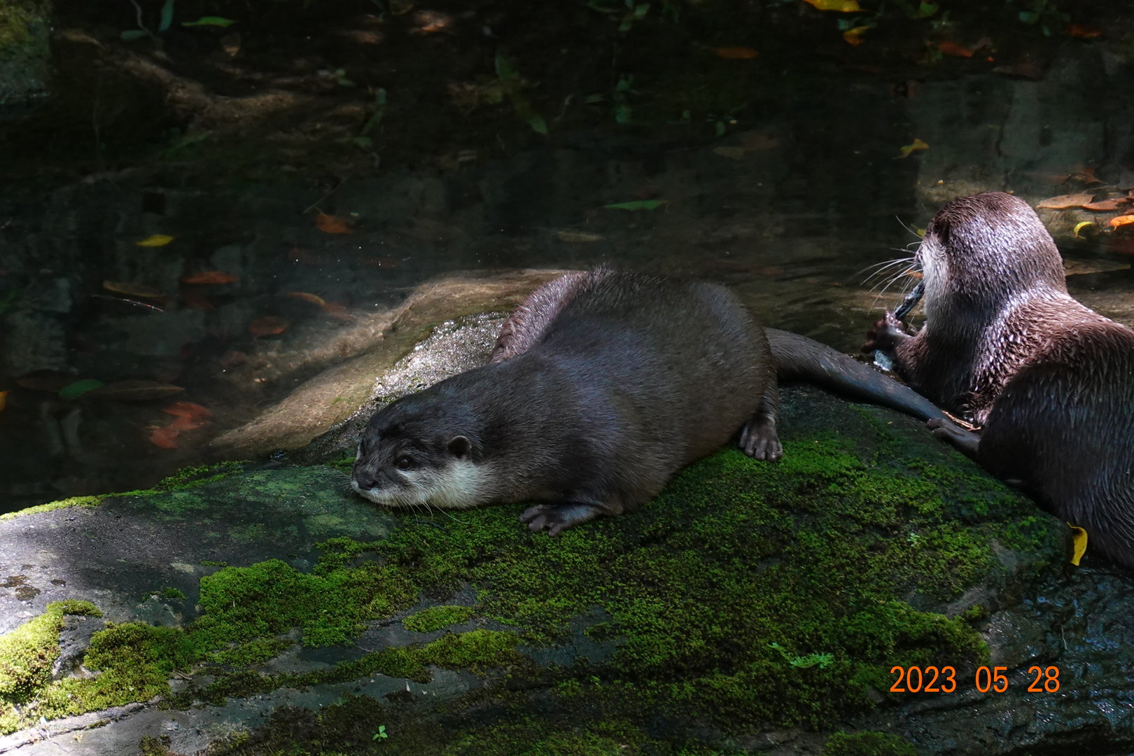 Asian Small-clawed Otter (	Aonyx cinerea)