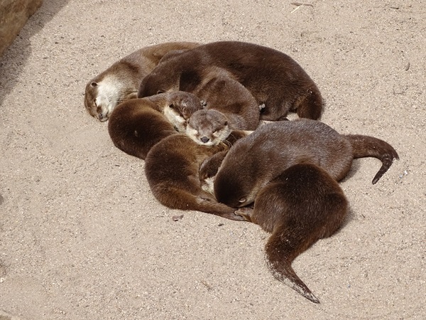 Asian small-clawed otter (Aonyx cinerea)