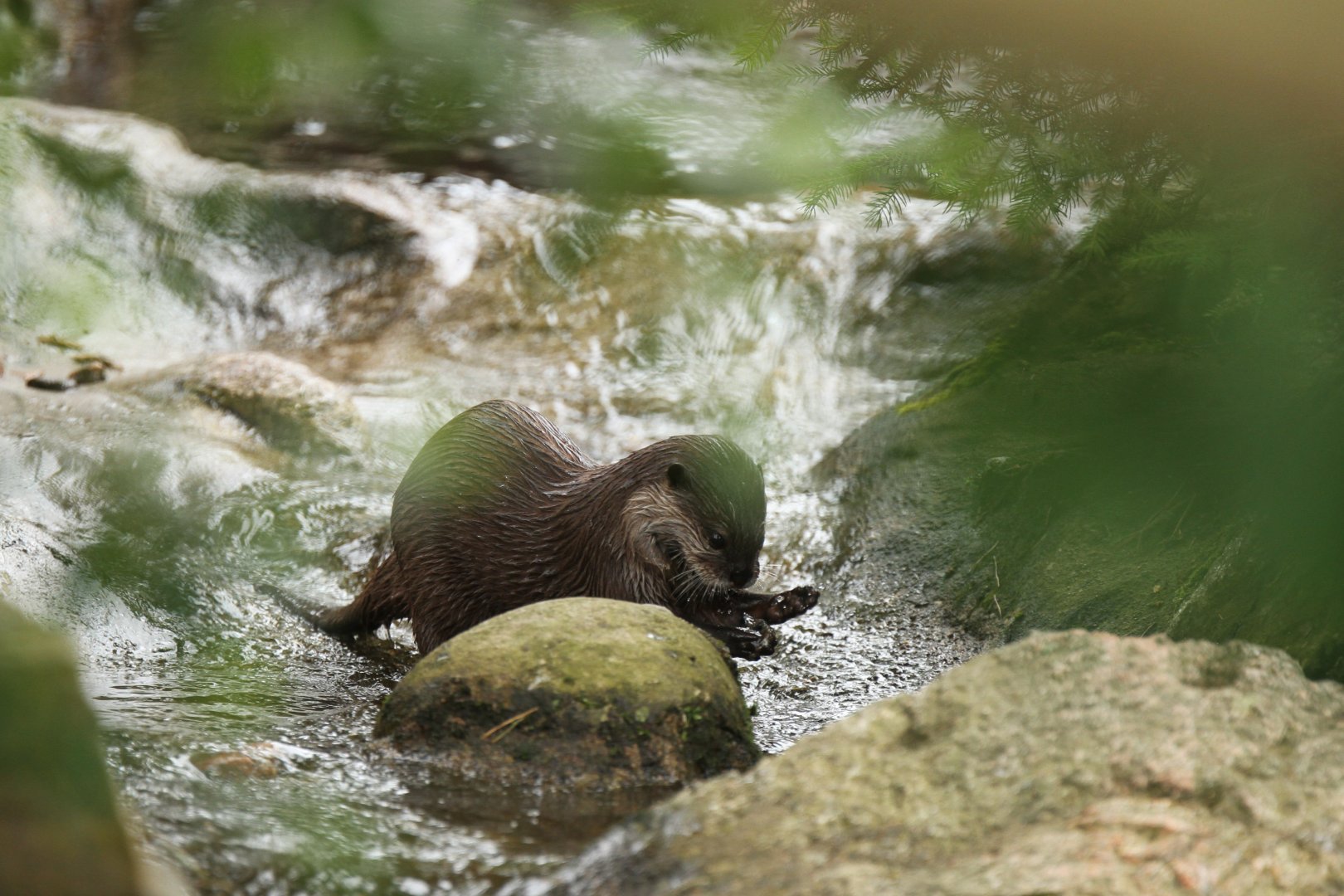 Asian small-clawed otter (Aonyx cinerea)