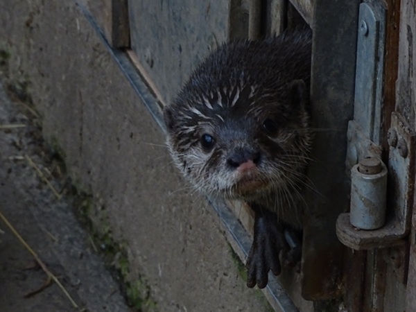 Asian small-clawed otter (Aonyx cinerea)