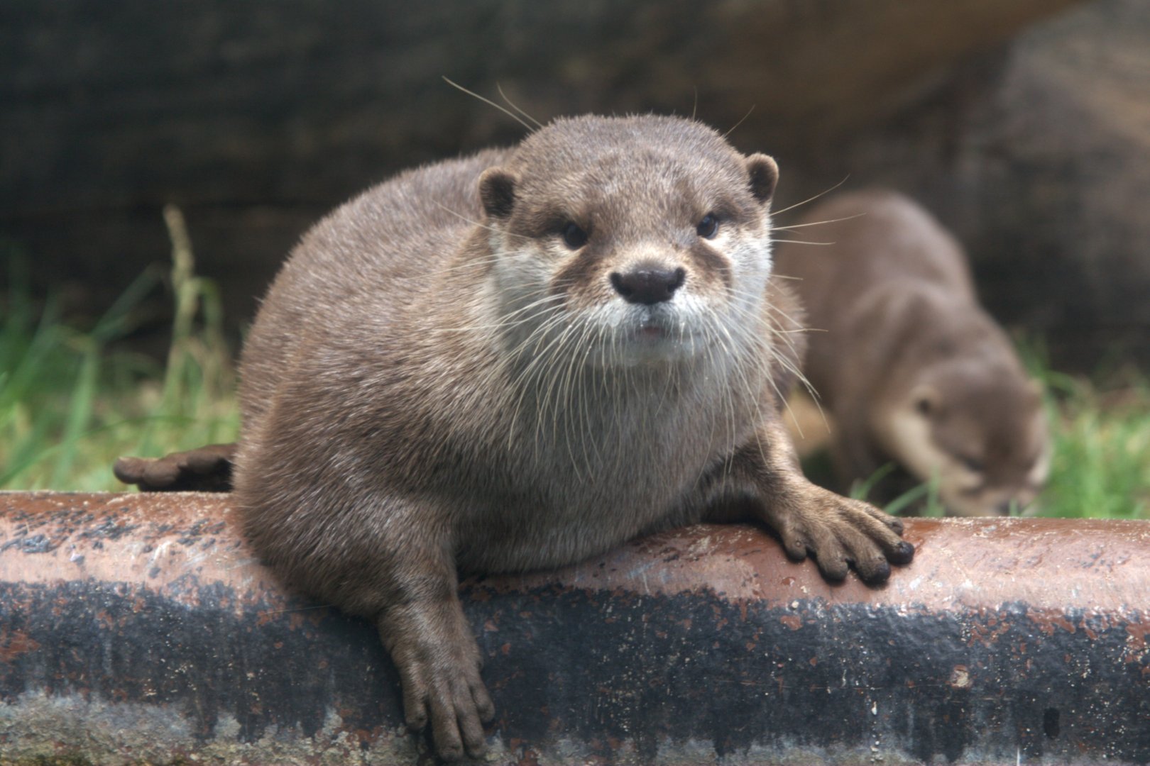 Asian Small-clawed Otter (Aonyx cinerea)