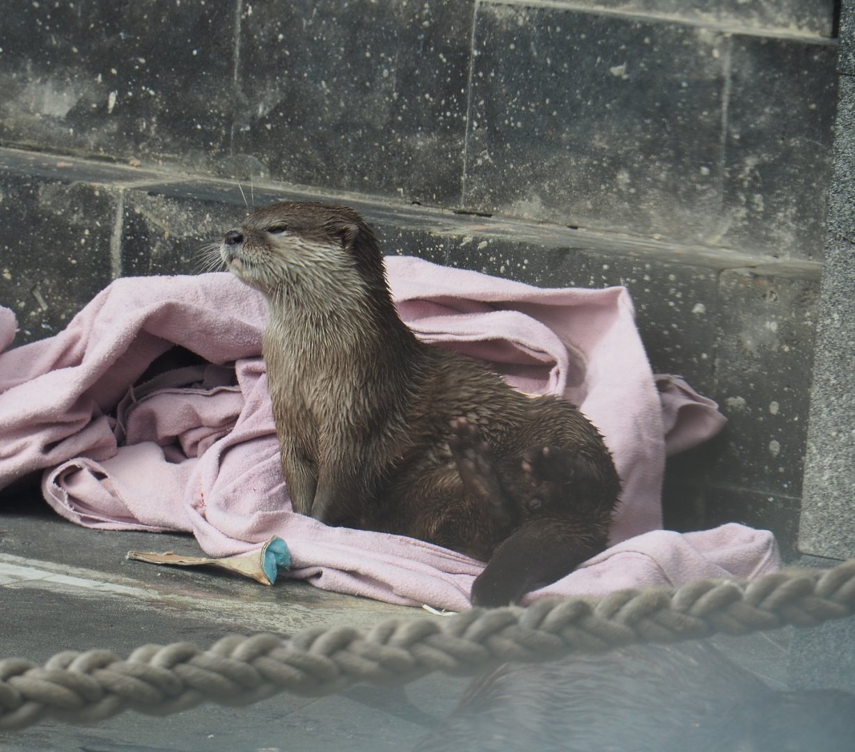 Asian small-clawed otter (Aonyx cinereus), 2020-09-02