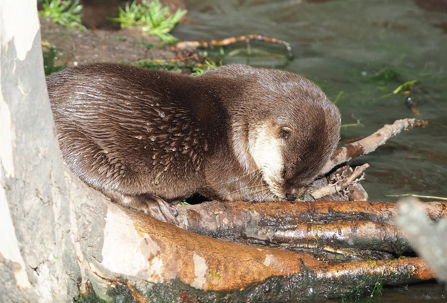 Asian small-clawed otter (Aonyx cinereus), 2022-10-09