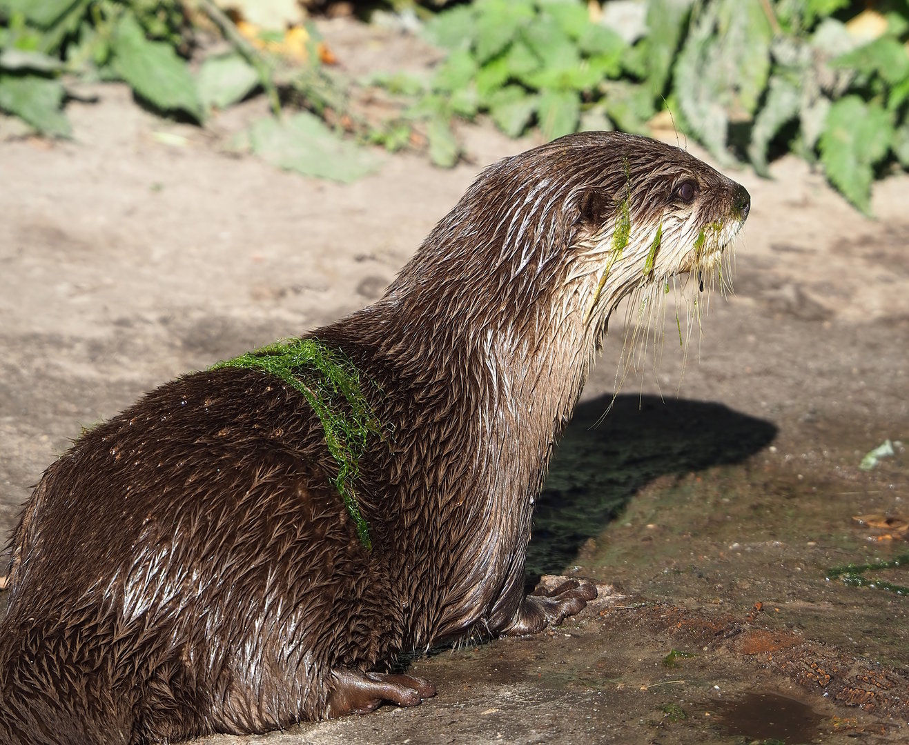 Asian small-clawed otter (Aonyx cinereus), 2022-10-09