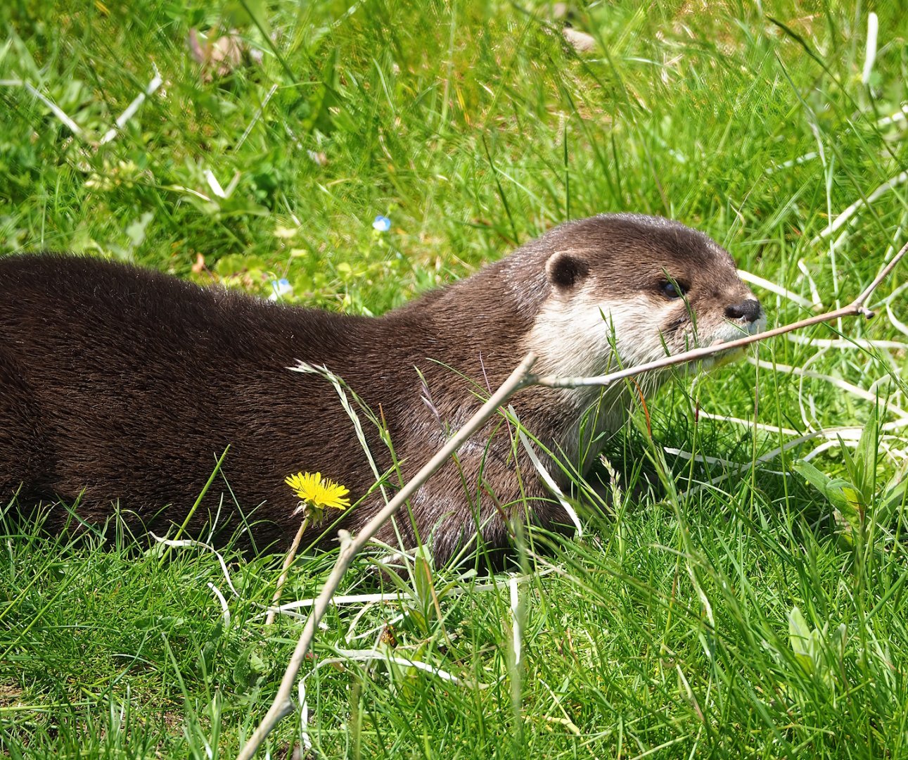 Asian small-clawed otter (Aonyx cinereus), 2023-05-16