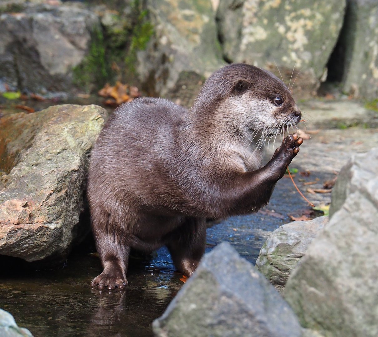 Asian small-clawed otter (Aonyx cinereus), 2023-09-24