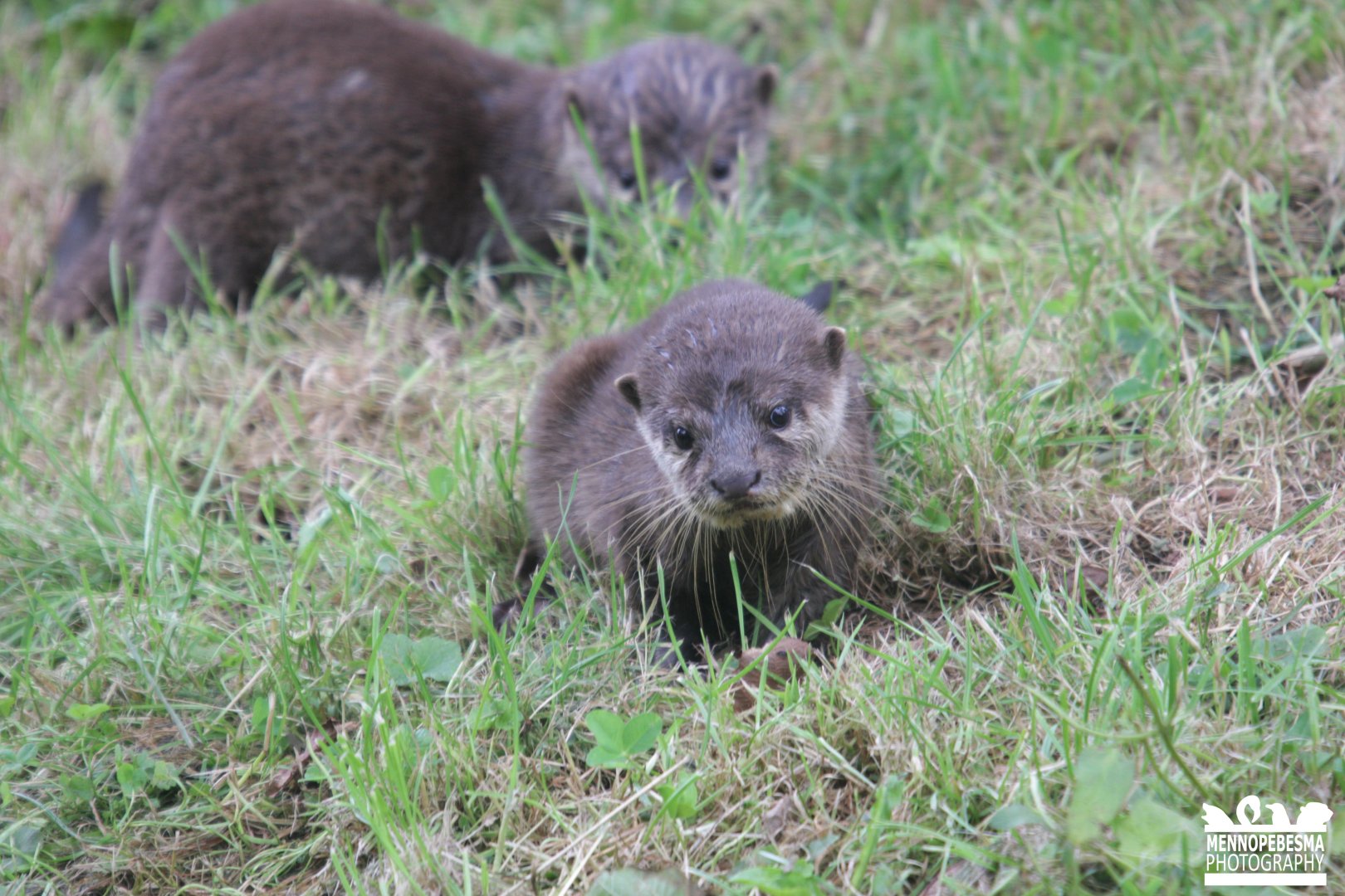 Asian small-clawed otter (Aonyx cinereus) (4.5 months old)