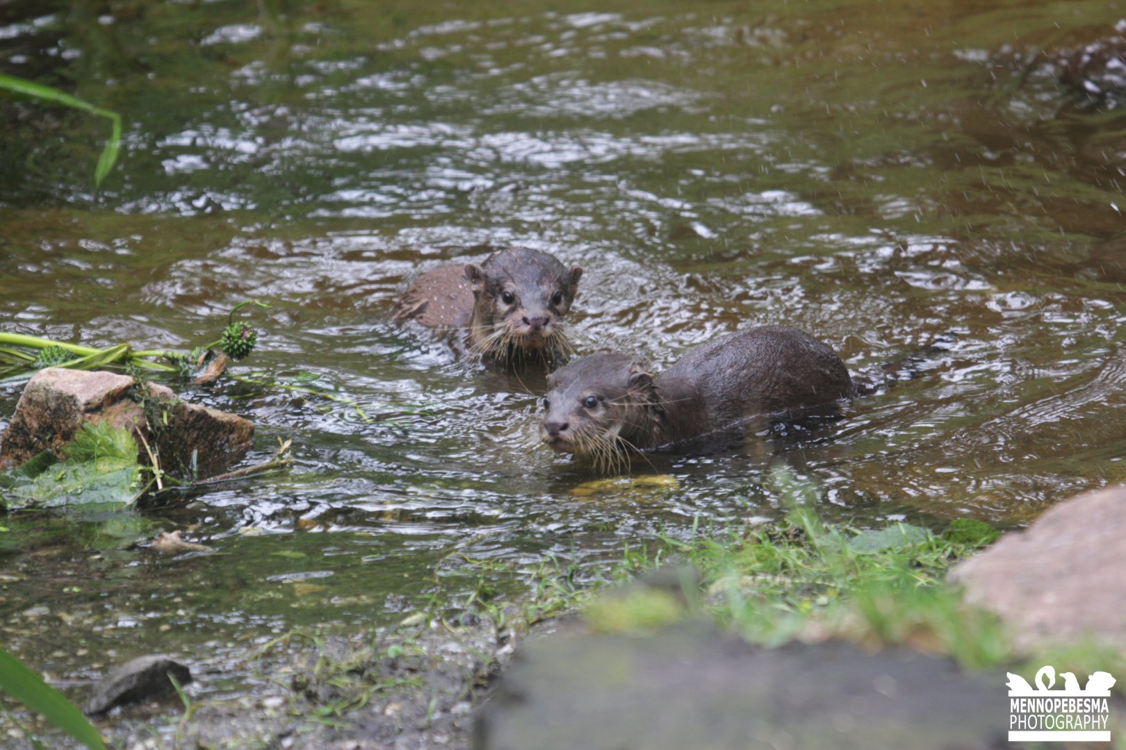 Asian small-clawed otter (Aonyx cinereus) (4.5 months old)