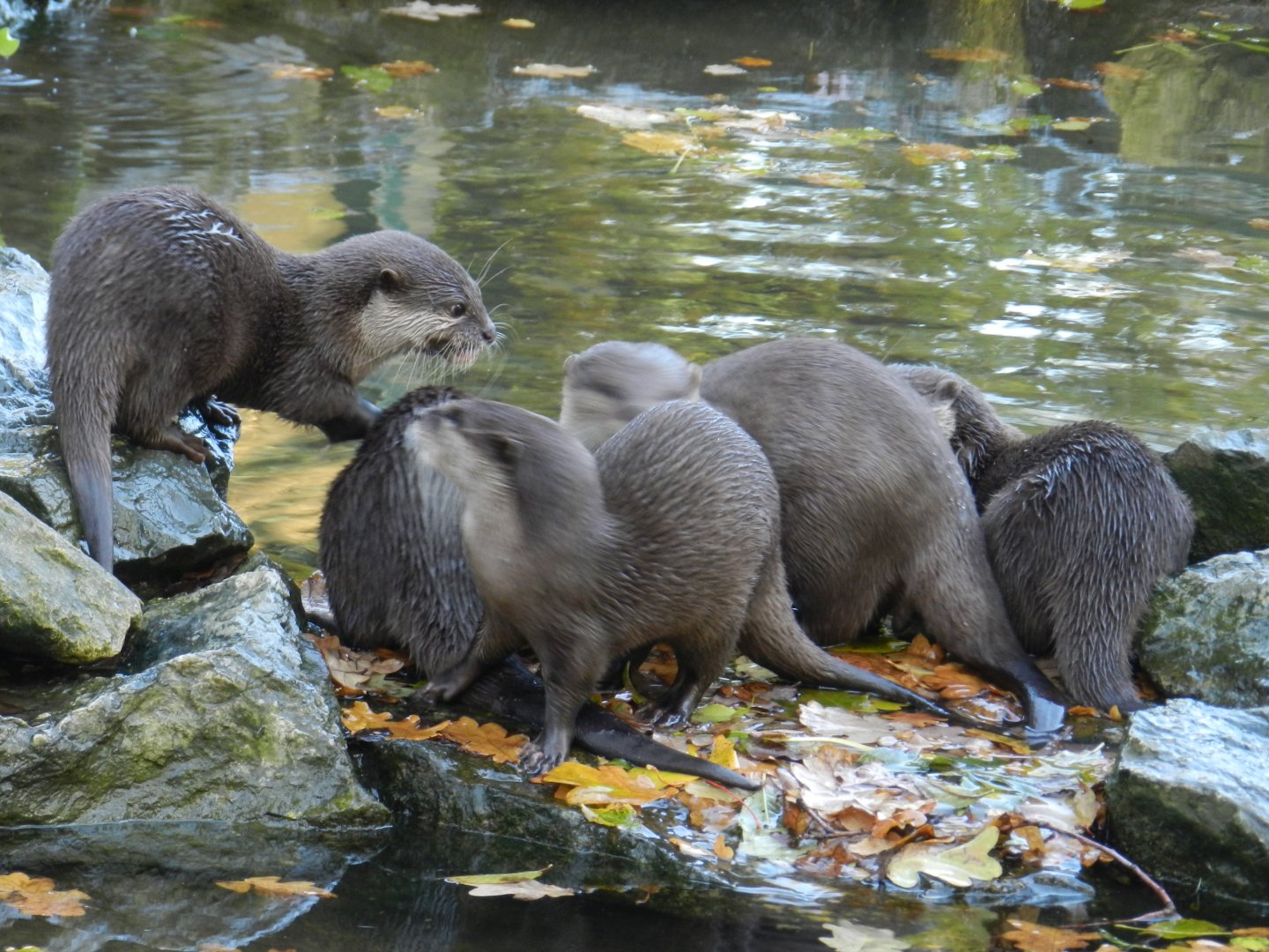 Asian Small-Clawed Otter (Aonyx cinereus) at Banham Zoo, England