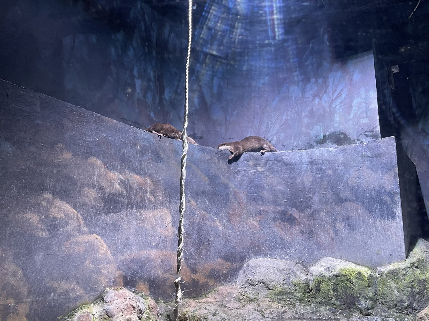 asian small-clawed otter (aonyx cinereus) - BX Sea