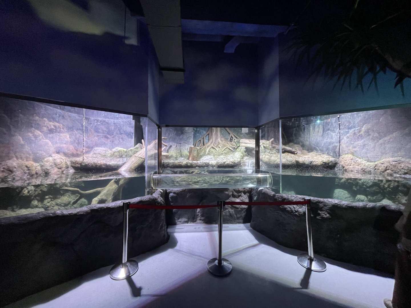 asian small-clawed otter (aonyx cinereus) exhibit - BX Sea