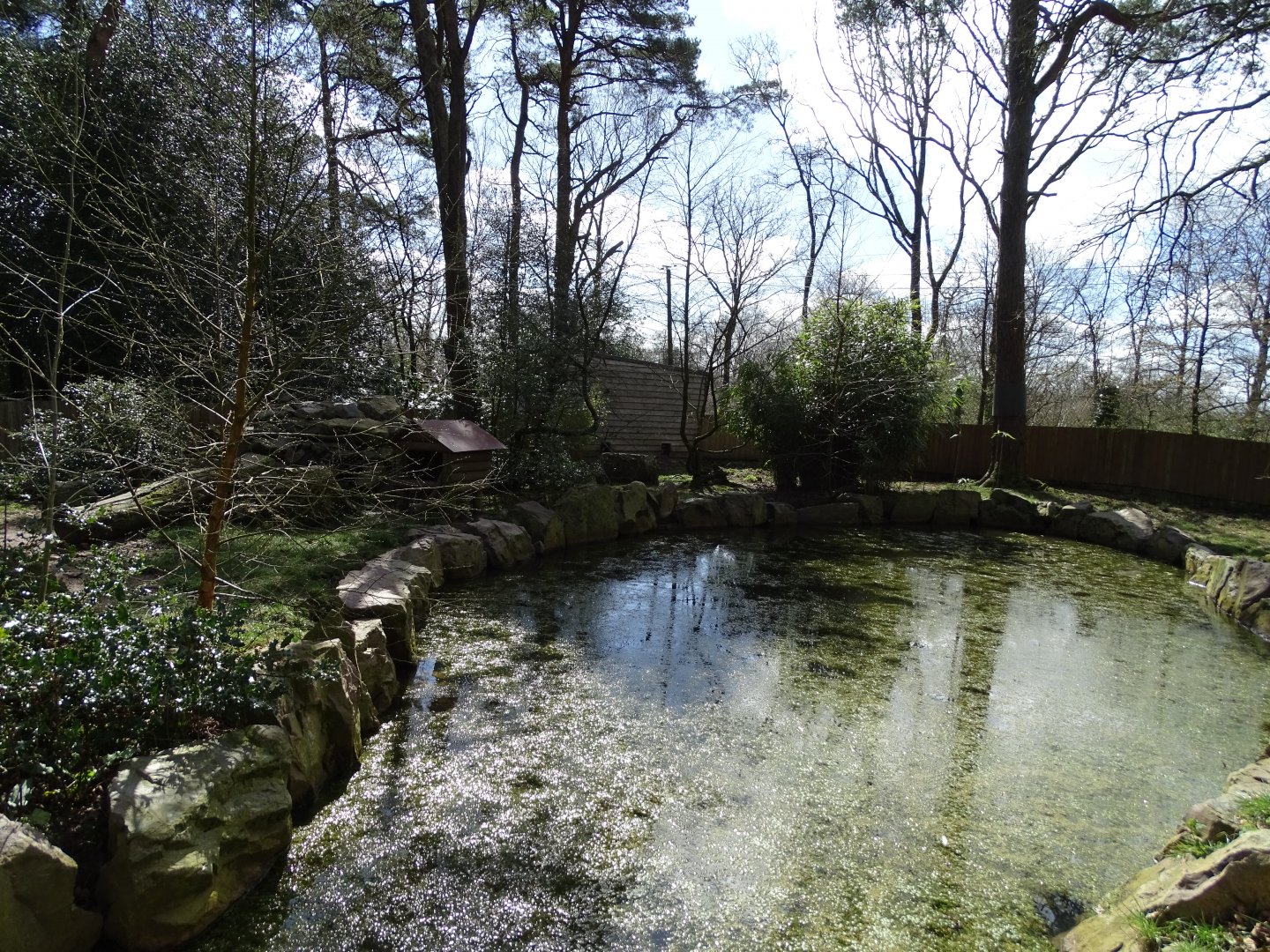 Asian small-clawed otter (Aonyx cinereus) exhibit