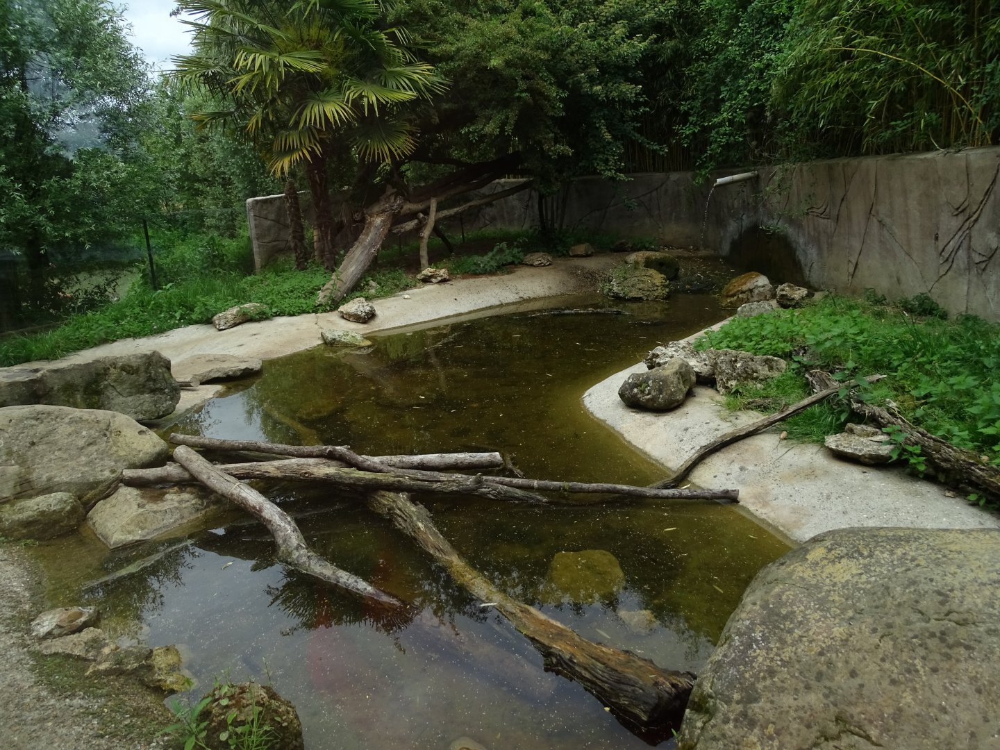 Asian small-clawed otter (Aonyx cinereus) exhibit