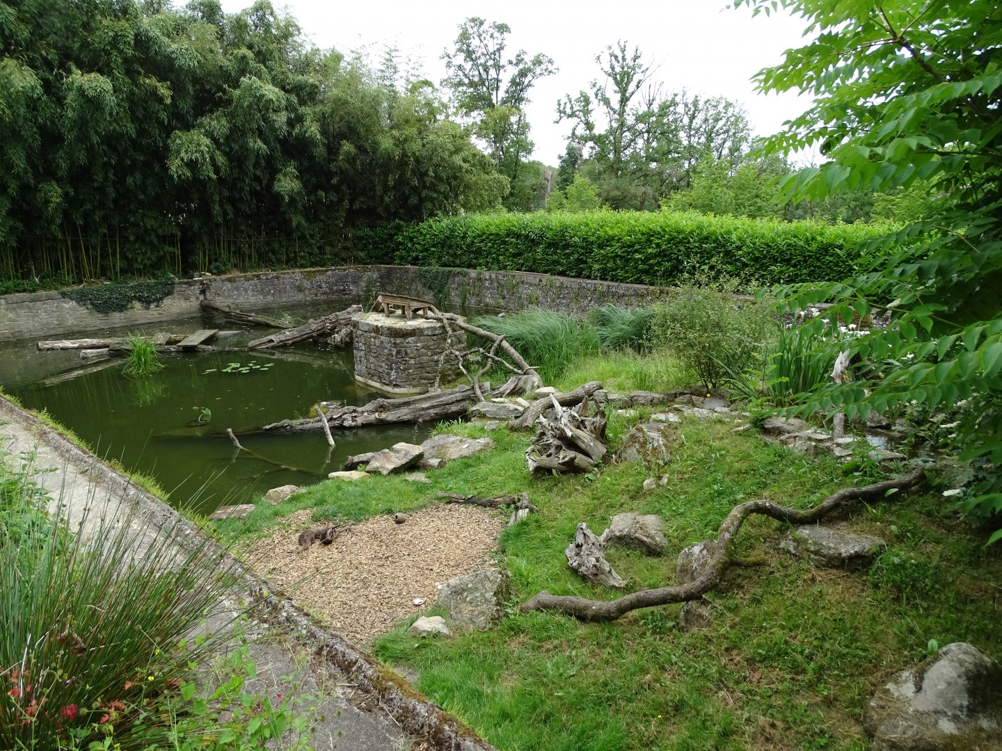 Asian small-clawed otter (Aonyx cinereus) exhibit