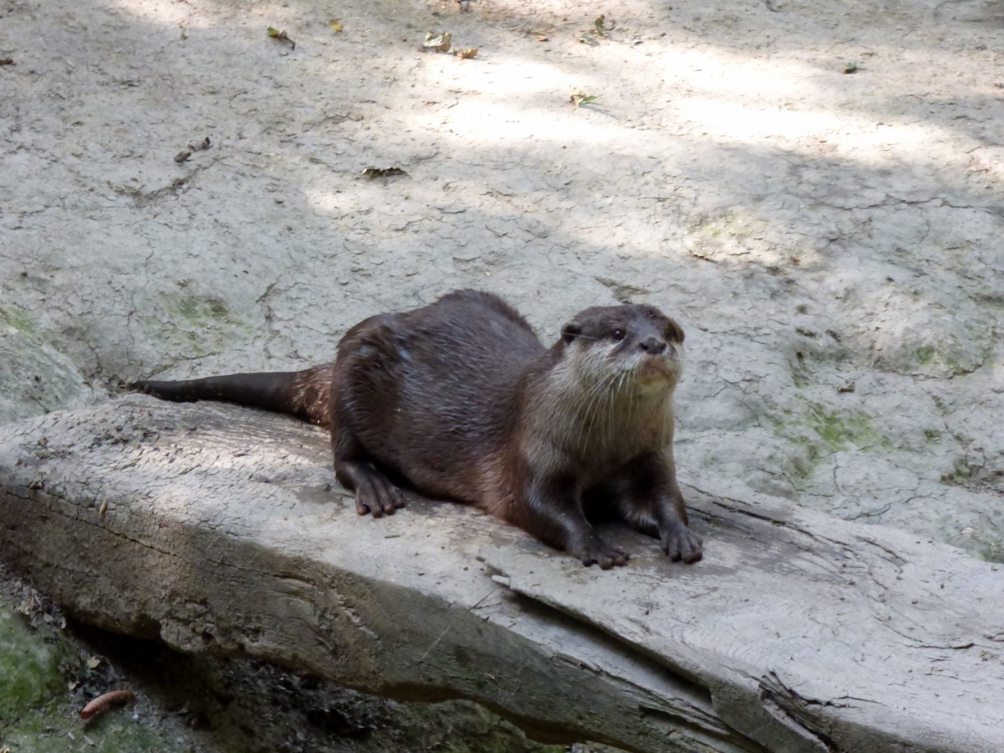 Asian small-clawed otter (Aonyx cinereus) - Legendia Parc