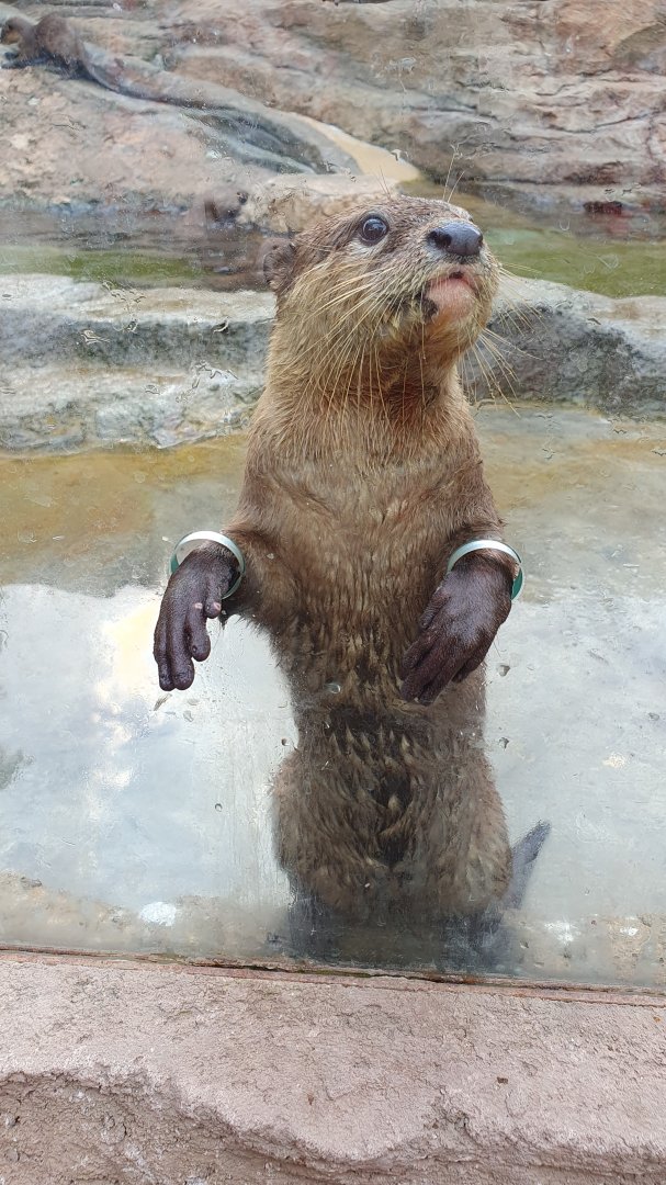 Asian Small-Clawed Otter (Aonyx cinereus) - Solo Safari
