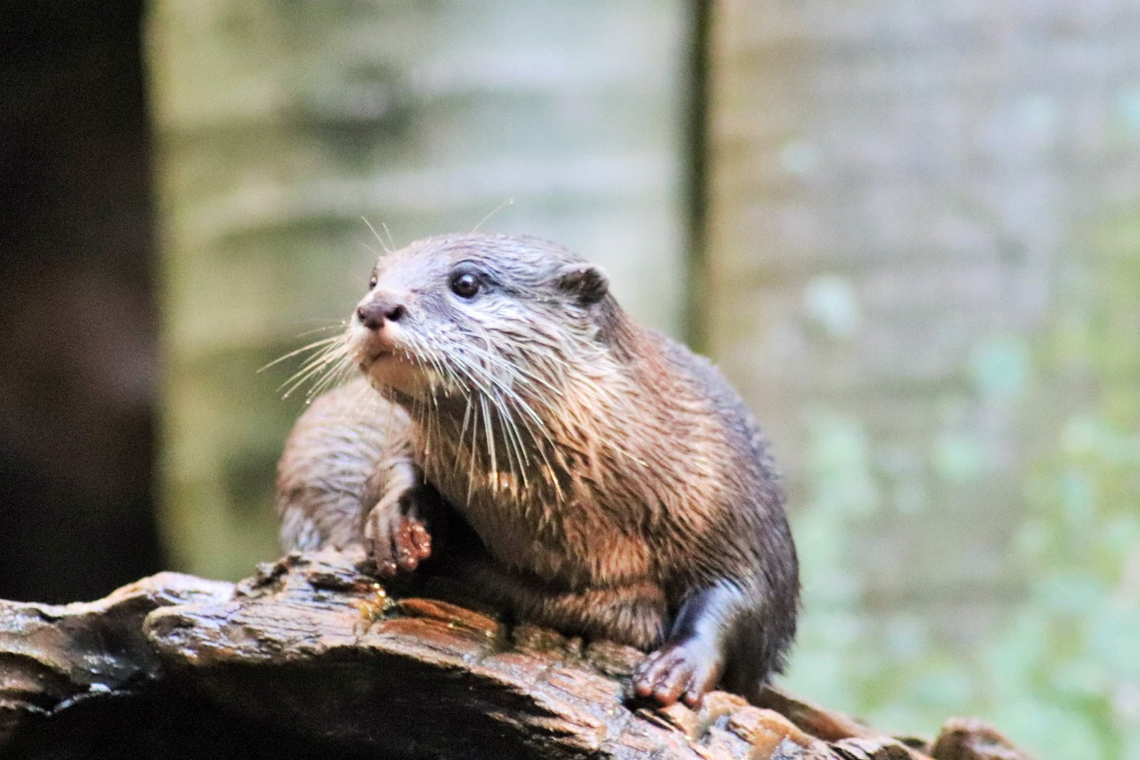Asian Small-clawed Otter (Aonyx cinereus)