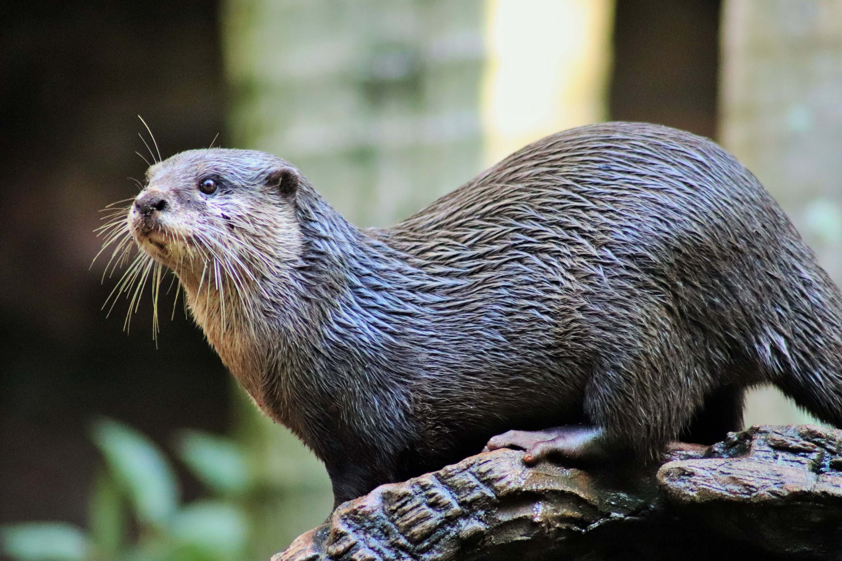 Asian Small-clawed Otter (Aonyx cinereus)