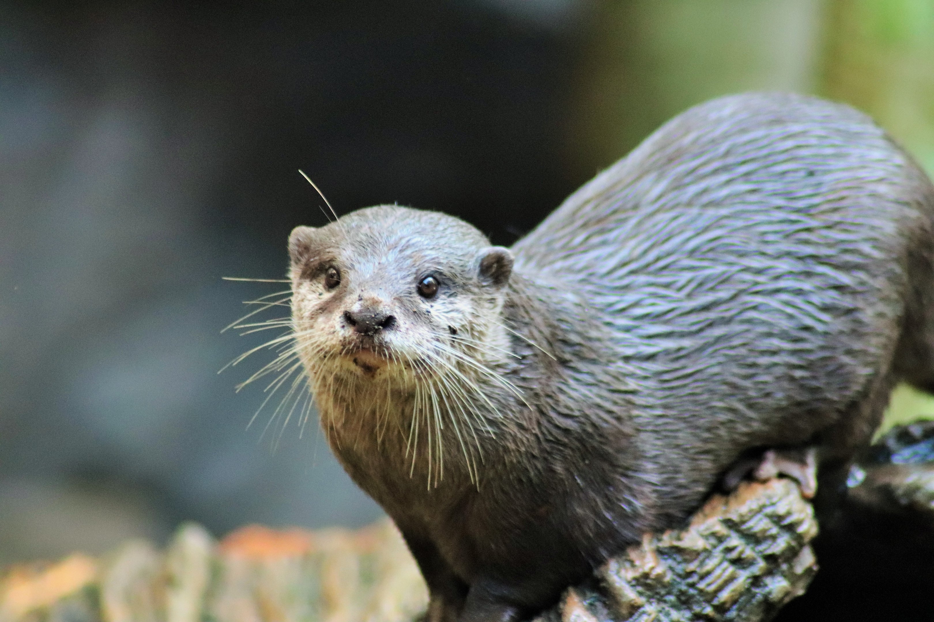 Asian Small-clawed Otter (Aonyx cinereus)