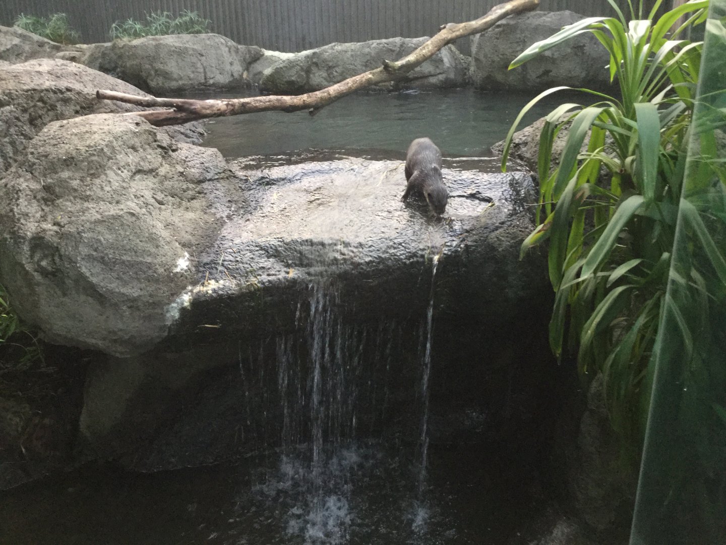 Asian small-clawed otter (Aonyx cinereus)