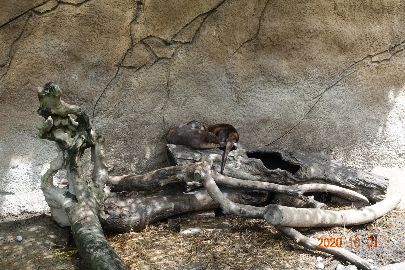 Asian Small-clawed Otter (Aonyx cinereus)
