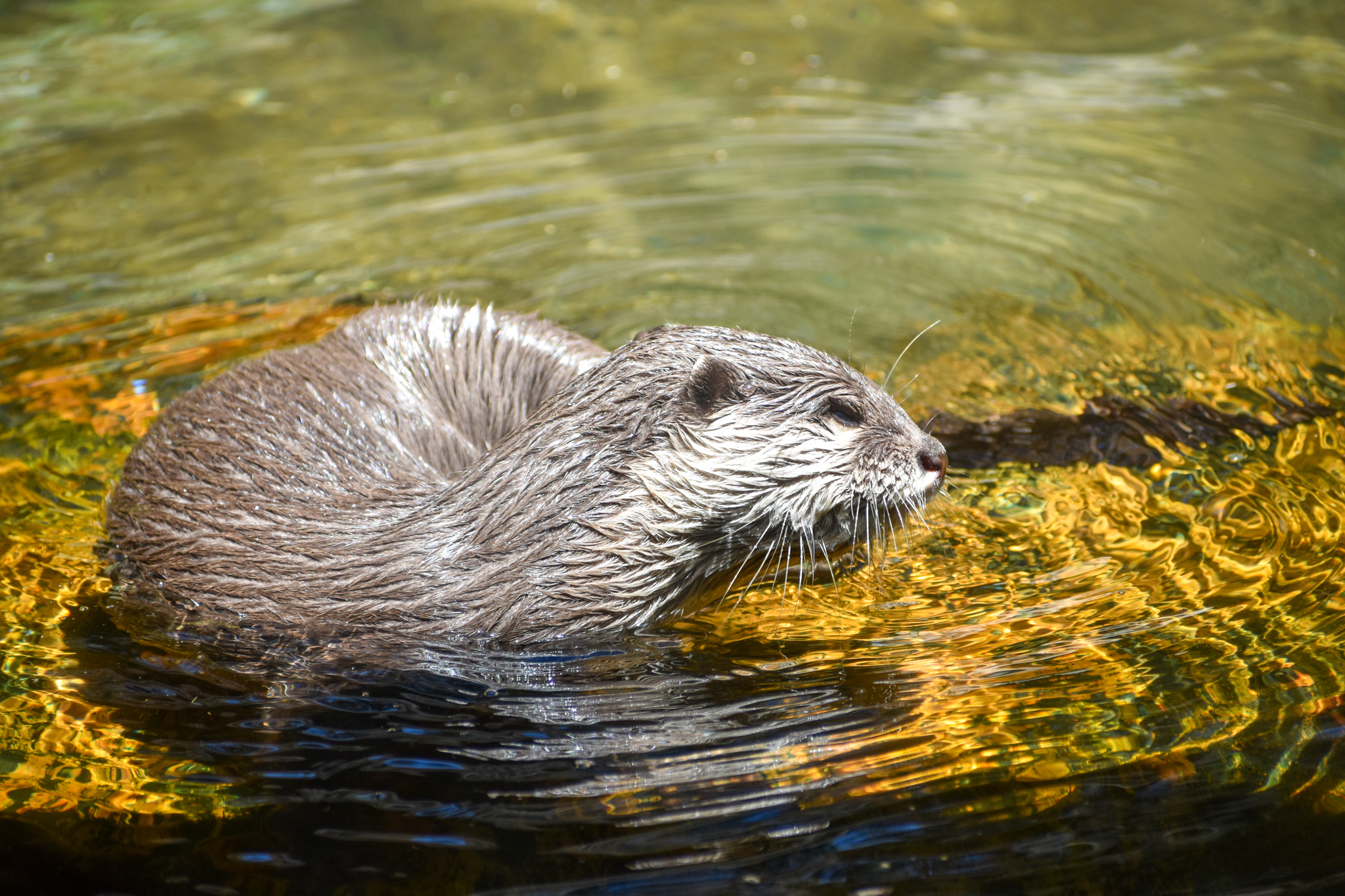 Asian Small-clawed Otter (Aonyx cinereus)