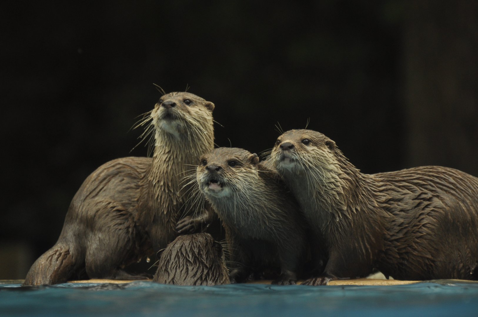 Asian Small-clawed Otter (Aonyx cinereus)