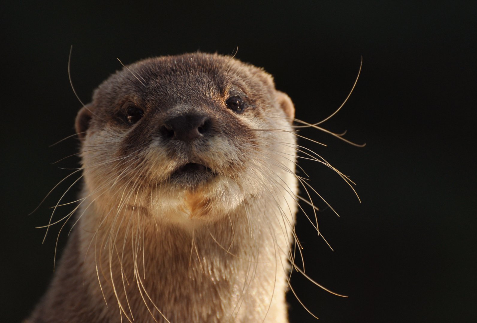 Asian Small-clawed Otter (Aonyx cinereus)