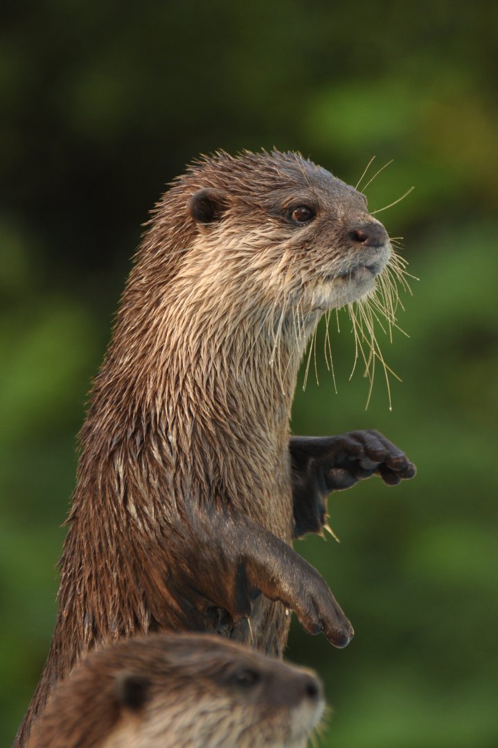 Asian Small-clawed Otter (Aonyx cinereus)