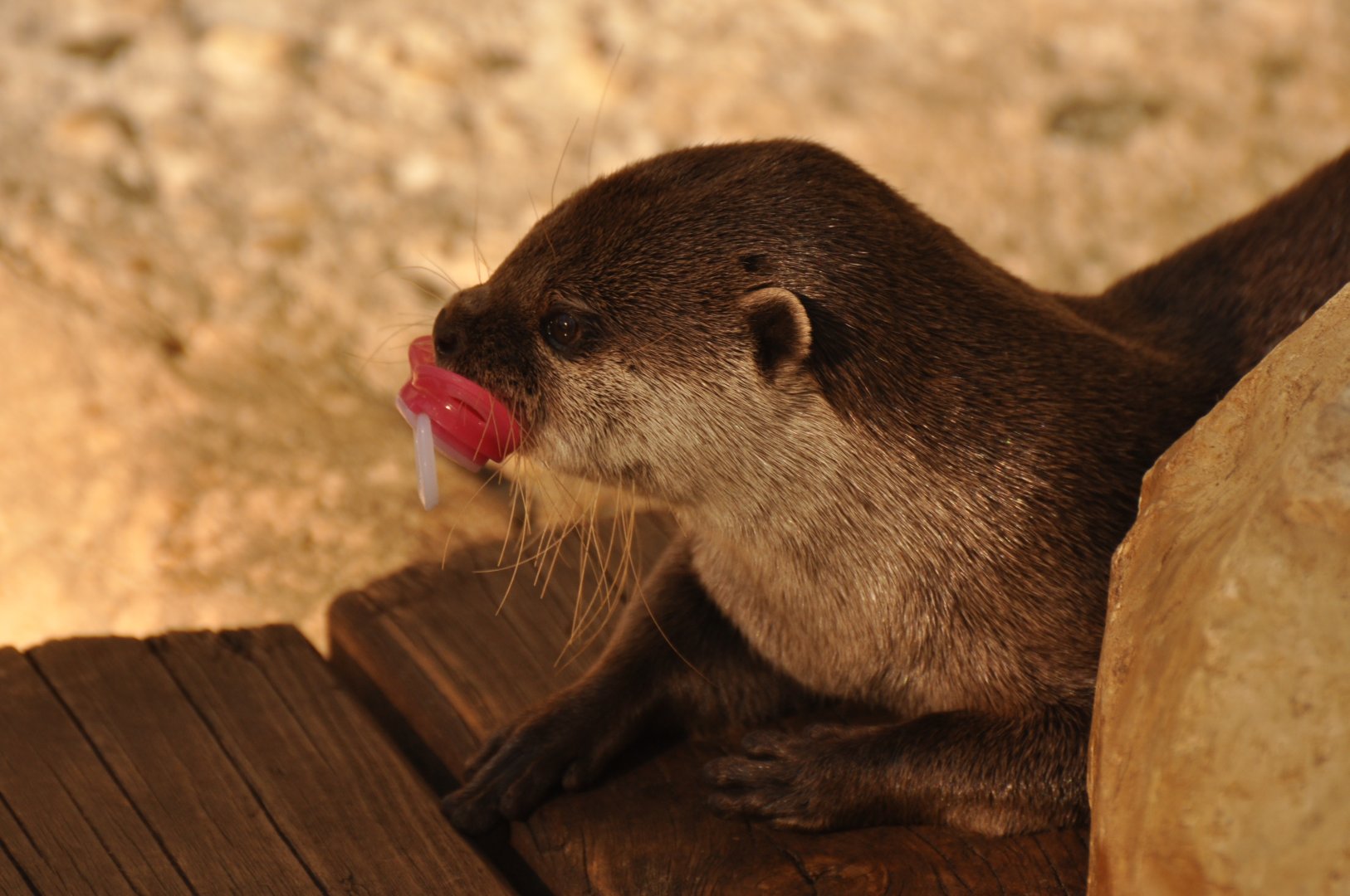 Asian Small-clawed Otter (Aonyx cinereus)
