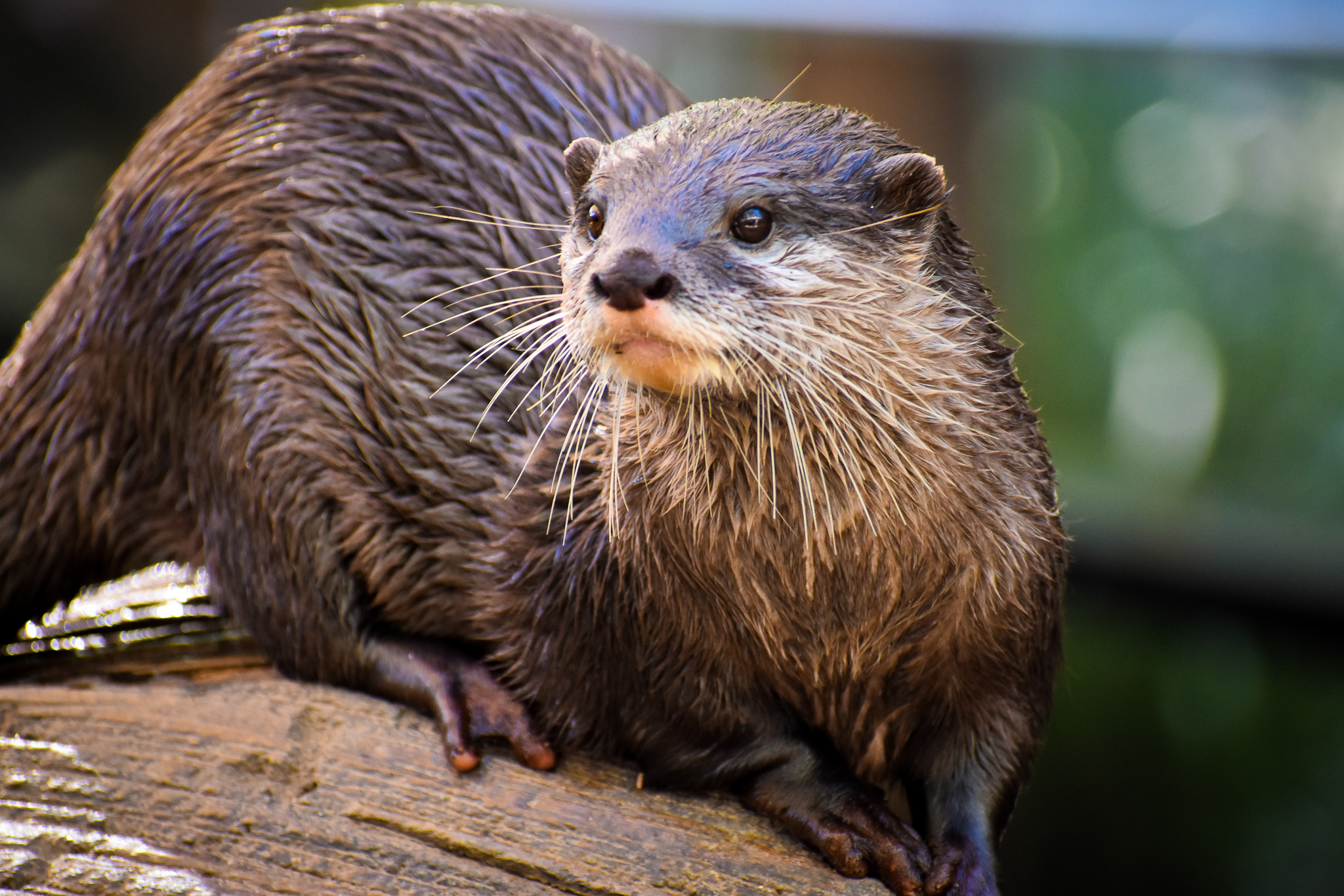 Asian Small-clawed Otter (Aonyx cinereus)