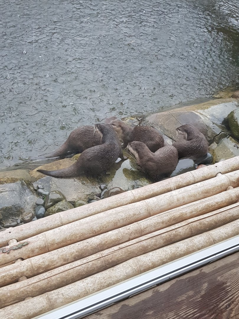 Asian small-clawed otter (Aonyx cinereus),