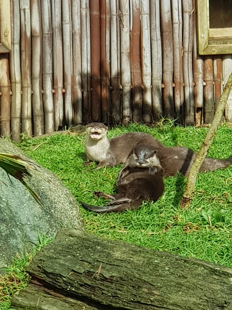 Asian small-clawed otter (Aonyx cinereus)