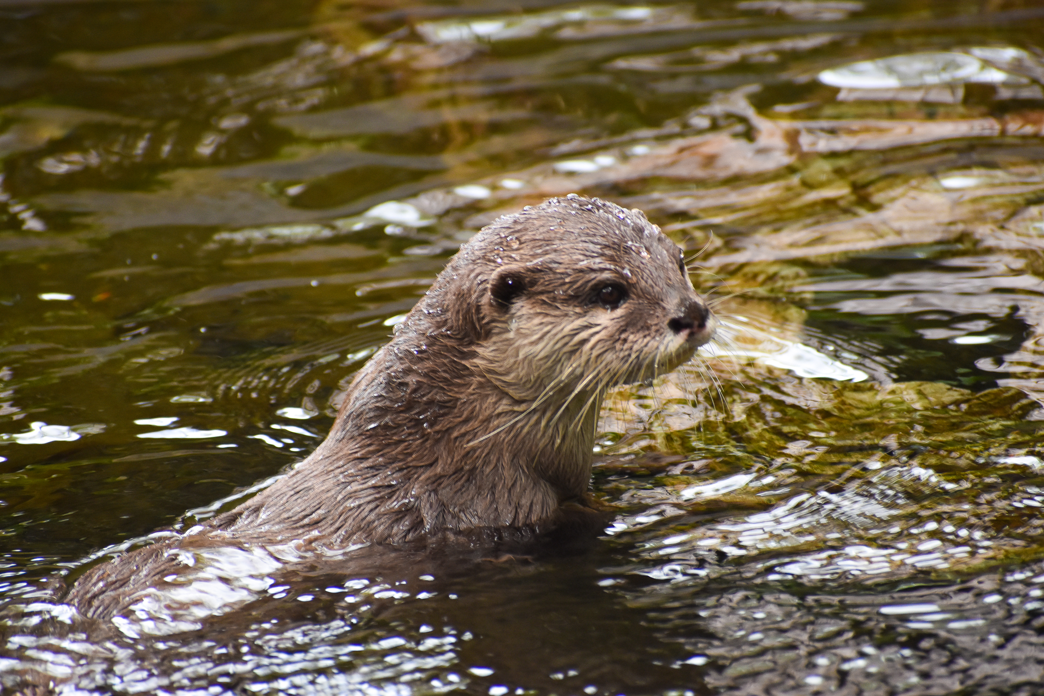Asian Small-clawed Otter (Aonyx cinereus)