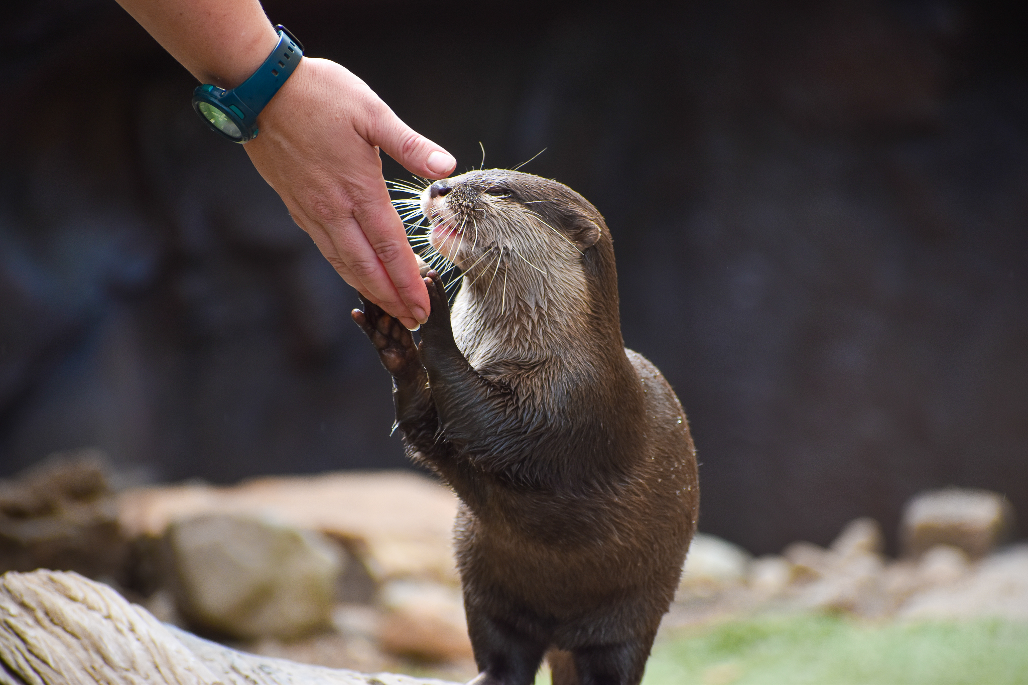 Asian Small-clawed Otter (Aonyx cinereus),